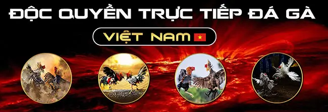 Giới thiệu về đá gà trực tiếp trường thomo tại bk8